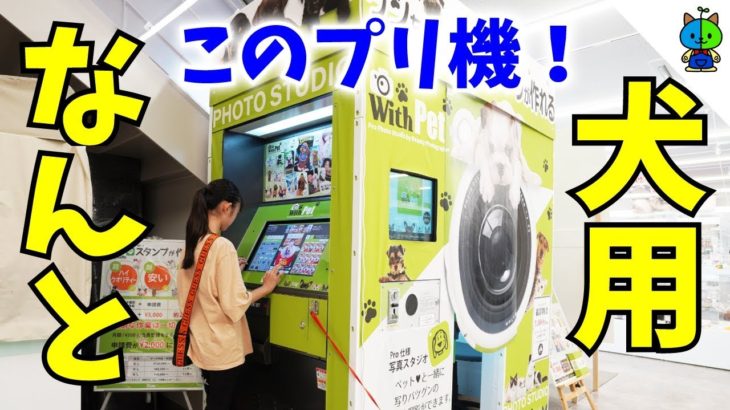 【ペット用プリ機】わんちゃん専用プリクラ機が超絶楽しかった！【ももかチャンネル】