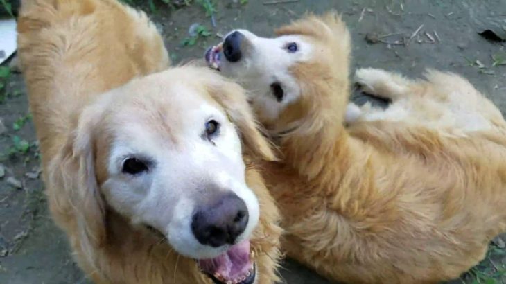 外からゴールデンレトリバーに見られてペットの気分