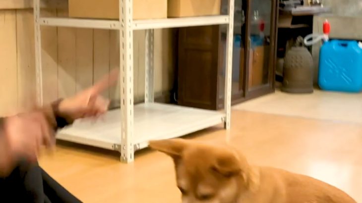 琉球犬Mix の小次郎さん 爆食い