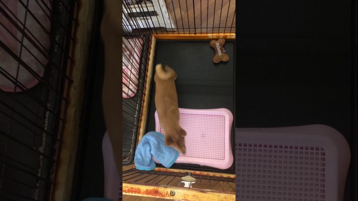 ペットショップcoo&riku No.447649