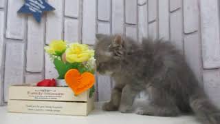 ワンラブ　ペットショップ　名古屋市　182349