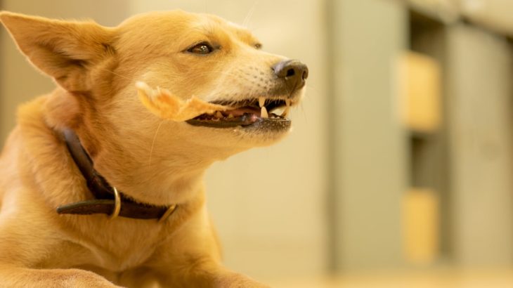 琉球犬Mixの小次郎さんが行く!「猪皮の湯引きドッグガム」