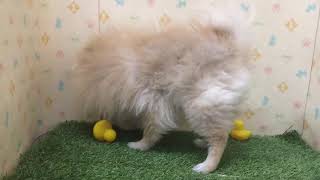 ペットショップcoo&riku No.