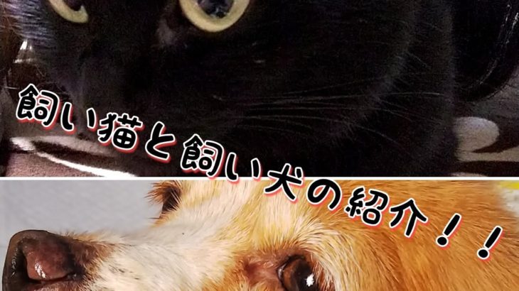 久々にペット動画をアップします！！【ペット】