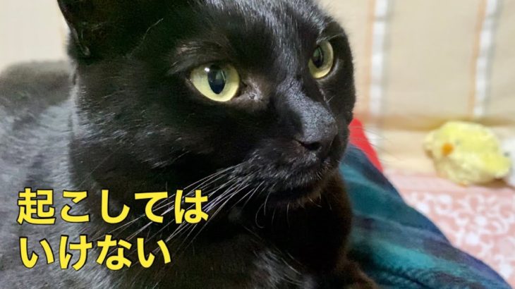 🌟音量注意🌟【おしゃべりペット】かわいい猫を起こしてはいけない～頭突き猫パンチ炸裂～Waking a cat gets angry【激おこ】黒猫125　本日も概要欄担当はシエル