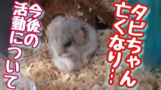 ペットの死別と、これからのYouTube活動について【アンケート】