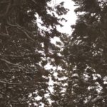 30秒の旅｜長野県山ノ内町 地獄谷野猿公苑【30 seconds trip】