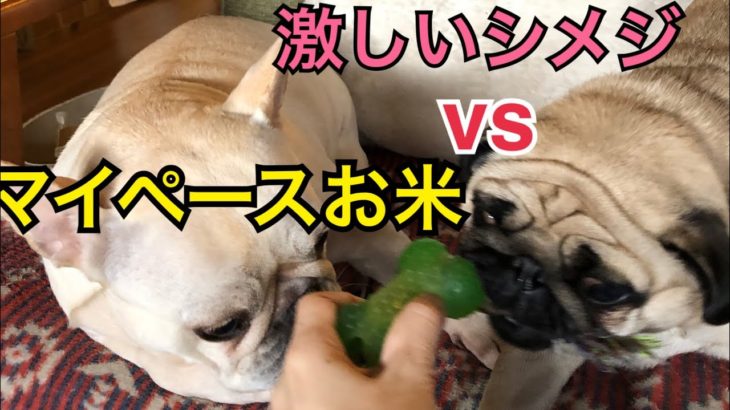 オモチャの遊び方には色々ありまんねん。#おしゃべりペット