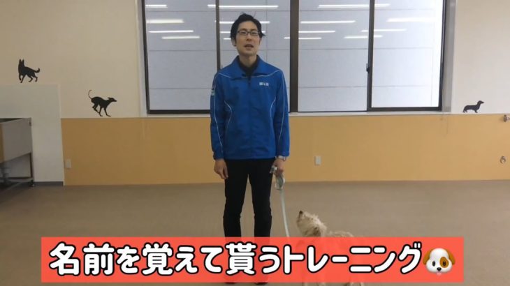 【ペット豆知識】名前を覚えて貰うトレーニング♪【WaN 国際ペットワールド専門学校 新潟】