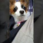 ヒカキン　ヒカキン大好き　フィッシャーズ　フィッシャーズ大好き　くうちゃん　パピヨン　子犬　犬　ワンちゃん　チャンネル登録お願いいたします。