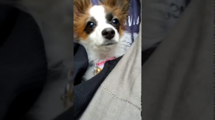 ヒカキン　ヒカキン大好き　フィッシャーズ　フィッシャーズ大好き　くうちゃん　パピヨン　子犬　犬　ワンちゃん　チャンネル登録お願いいたします。