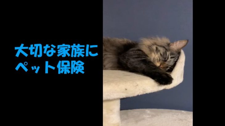 大事なペットのこと、備えていますか…？