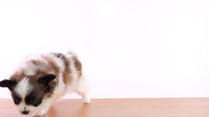 ペットの専門店コジマ