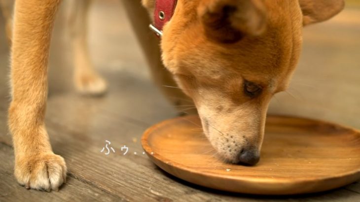 鹿の骨髄ジャーキーを噛み締める小次郎さん