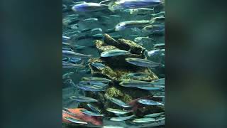 ヒカキン　ヒカキン大好き　フィッシャーズ　フィッシャーズ大好き　くうちゃん　パピヨン　子犬　犬　ワンちゃん　チャンネル登録お願いいたします。