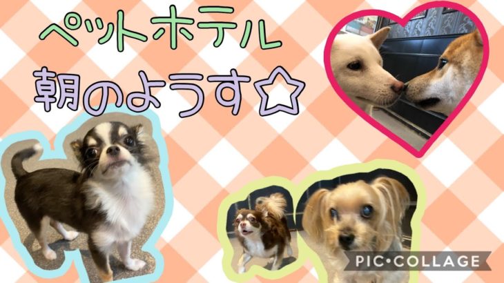 【朝の様子】ペットホテルに宿泊中のわんちゃんたち