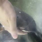 我が家のペット　オキシドラス