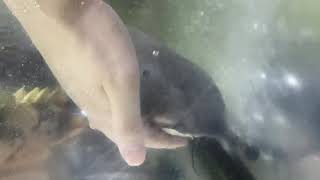 我が家のペット　オキシドラス