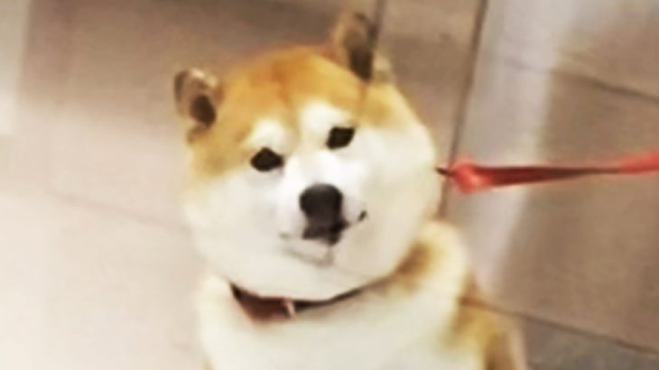 ペットホテルに迎えに来た飼い主を見つけた柴犬