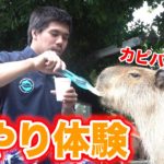 【癒し】水族館のいろんな生き物たちにごはんをあげてみました！！