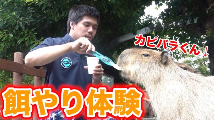 【癒し】水族館のいろんな生き物たちにごはんをあげてみました！！