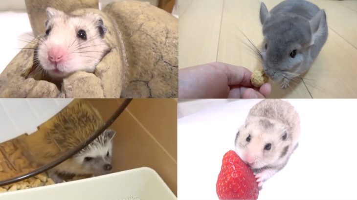 きょんくまペットちゃん達の可愛いシーン集！Part1