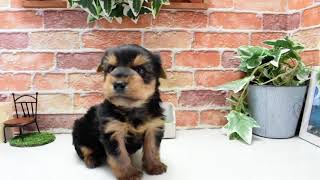 ワンラブ　名古屋市　ペットショップ　206624