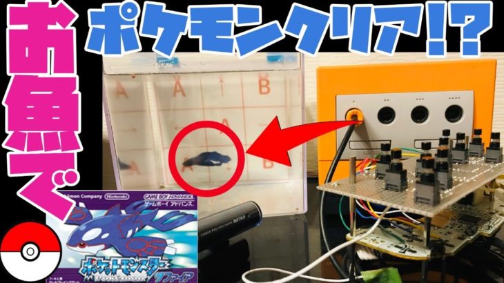 【2358h～めざめのほこら編】ペットの魚でポケモンクリア_Clear the pokemon with fish【作業用BGM】