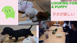 LOOKING FOR A CUTE 🐶 PUPPY ペットショップに見に行きました