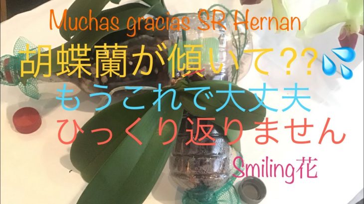 傾いた胡蝶蘭さんもペットボトルで♪