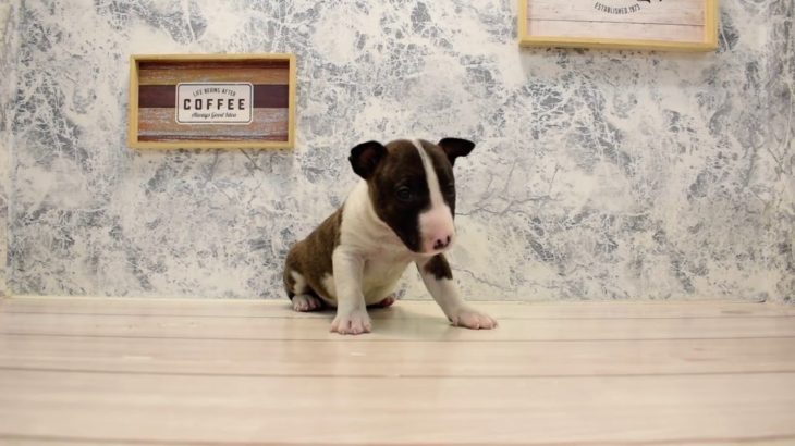 ワンラブ　名古屋市　ペットショップ　209073