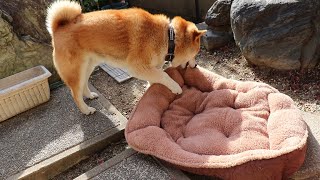 家の柴犬の様子56 冬用にペットベッドなる物を犬小屋へ