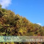 Kanchans House笑劇場 【商品紹介風動画】 #人形 #人形劇 #羊 #ウインナー #サフォーク #動画編集 #商品紹介 #kanchans_house