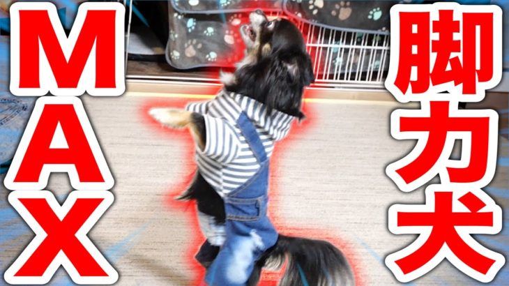 賢いチクワ VS クセが強い飼い主 VS イセエビズ