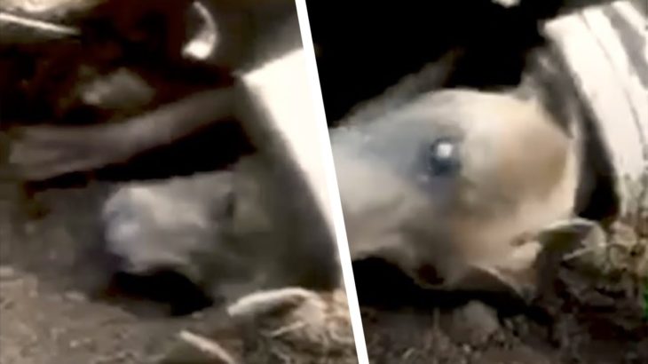 ペットの犬が閉じ込められてしまったことを知り、家族はショックを受ける