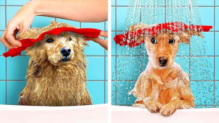 スマートなペットの飼い主 vs 普通の飼い主 || すっごく便利なライフハックとガジェットと電化製品