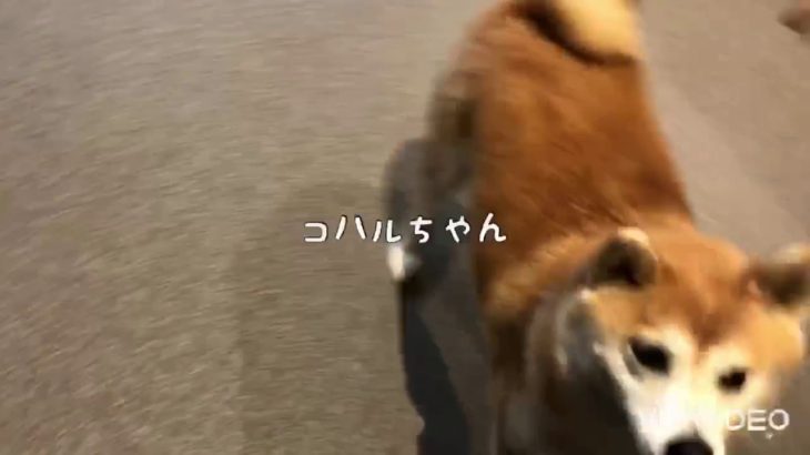 【ペットホテル】♪朝の運動♪