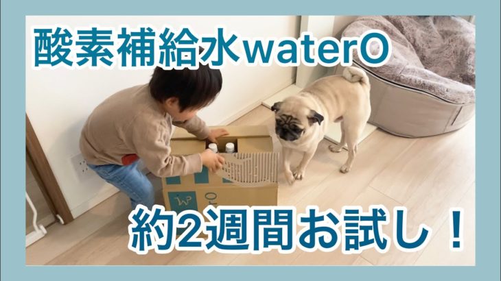 日本初！ペット用酸素補給水waterOを約２週間お試し！ パグのおまめの毎日　Its OMAME The Pug