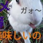 ③【ペットと散歩】ダメな癖が付いてしまってた(涙)   Mini rabbit with bad habits