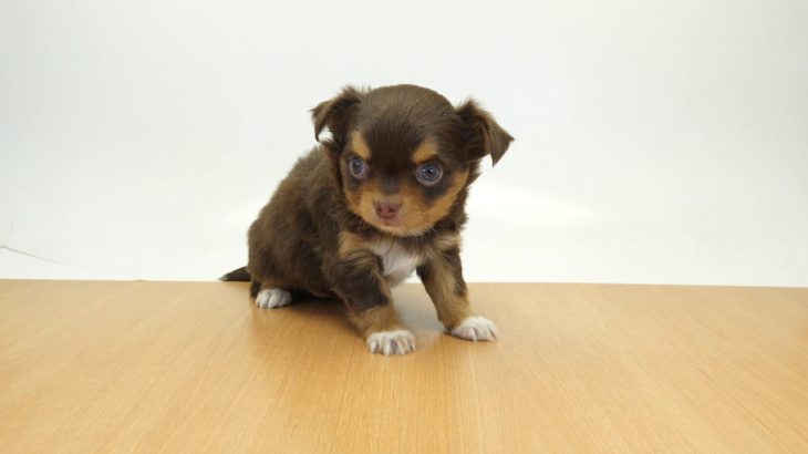 ペットの専門店コジマ