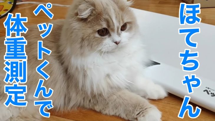 「ほてちゃん」子猫がペットくんで体重測定1歳1ヶ月【スコティッシュフォールド】