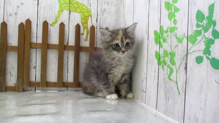 ワンラブ　ペットショップ　名古屋市　219250