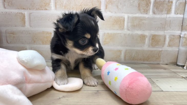 ペットプラザフレンディ　チワワ　r3-03-061