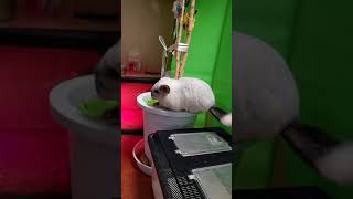 チンチラ部屋んぽ(ペットサークル撤去後)