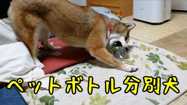 ペットボトル分別犬