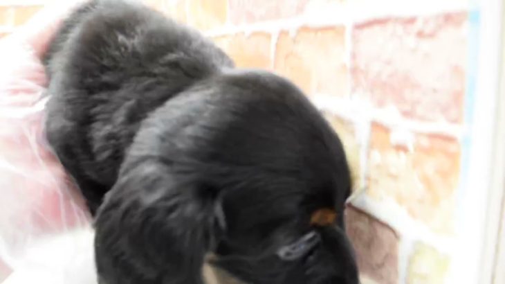 ワンラブ　名古屋市　ペットショップ　223514