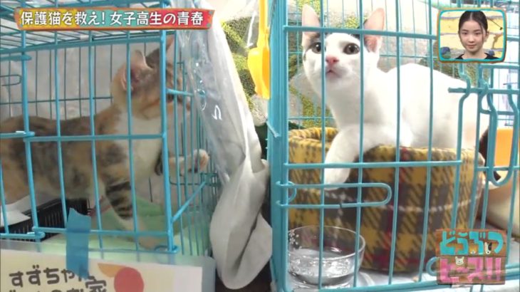 どうぶつピース！！いたずらペット事件簿秋の大捜査線SP11-05.mp4