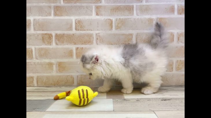 ペットプラザフレンディ　スコティッシュ　r3-03-134