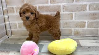 ペットプラザフレンディ　トイプードル　r3-04-003