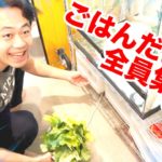 【閲覧注意】シルクのゴキブリ達にキャベツお裾分けしてみたよ？